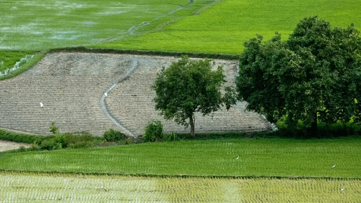 Agricultural Land — view 3